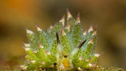 Curiosidades sobre a ovelha-folha, lesma que fotossintetiza