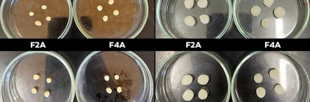 Hidrogel biodegradável retém água para mudas em reflorestamento na Serra do Mar. Reprodução: Globo