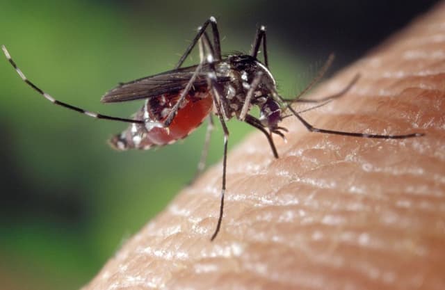 Controvérsia em anúncio da vacina contra dengue pelo Butantan