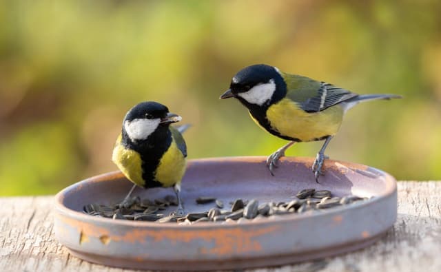Pássaros Great Tits em momento de alimentação, revelando aspectos sociais interessantes da espécie. Reprodução: Gizmodo