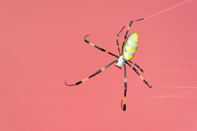 A descoberta de um cérebro de criatura marinha antiga que se assemelha ao dos aranhas modernas. Reprodução: Gizmodo