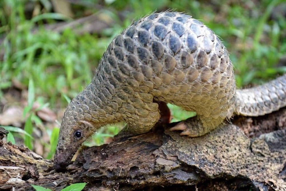 Pangolins, mamíferos cobertos de escamas, podem receber proteção sob a Lei de Espécies Ameaçadas nos EUA.; Legenda da imagem. Reprodução: Globo