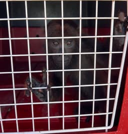 Macaco entregue ao Corpo de Bombeiros após morte da tutora em Cruzeiro do Sul. Reprodução: Globo