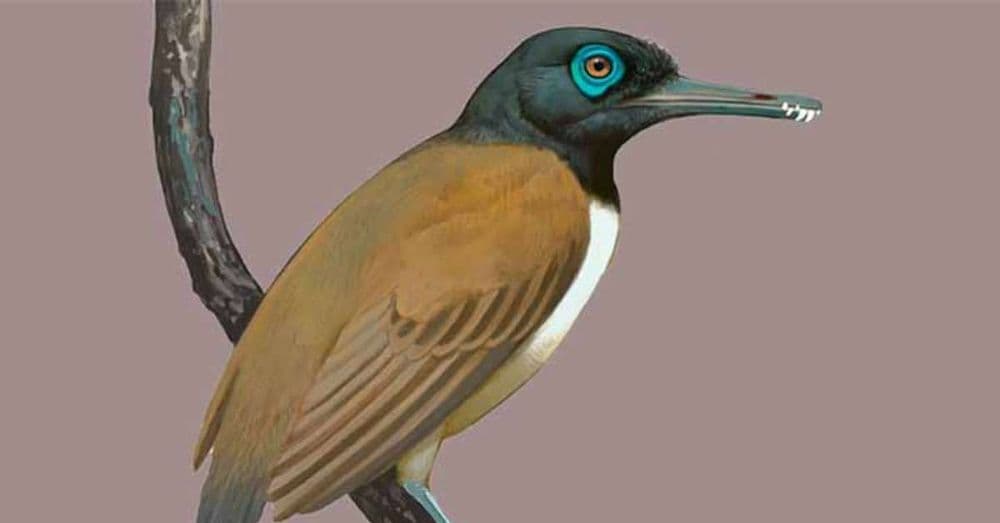 Cientistas Revelam Pássaro Pré-Histórico com Dentes