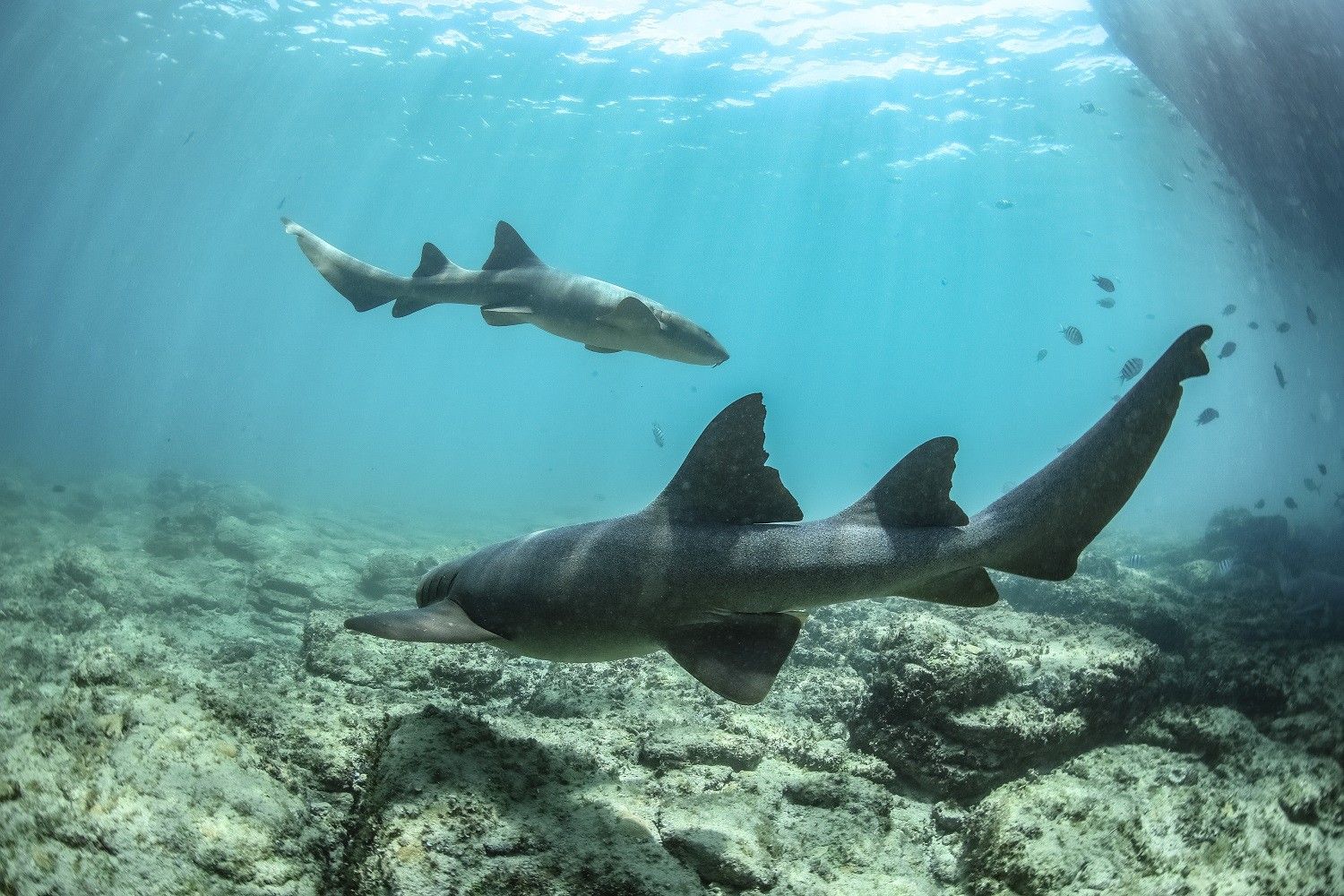Pernambuco retoma monitoramento de tubarões; concentra 60% dos ataques do país.. Reprodução: Oglobo