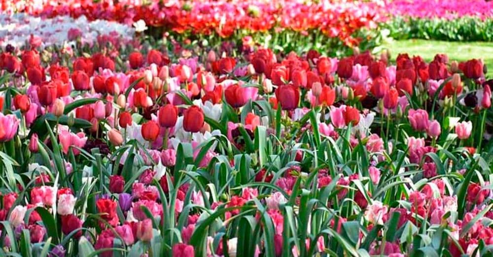 Tulipas: Simbolismos Inesperados e Seu Impacto em Eventos