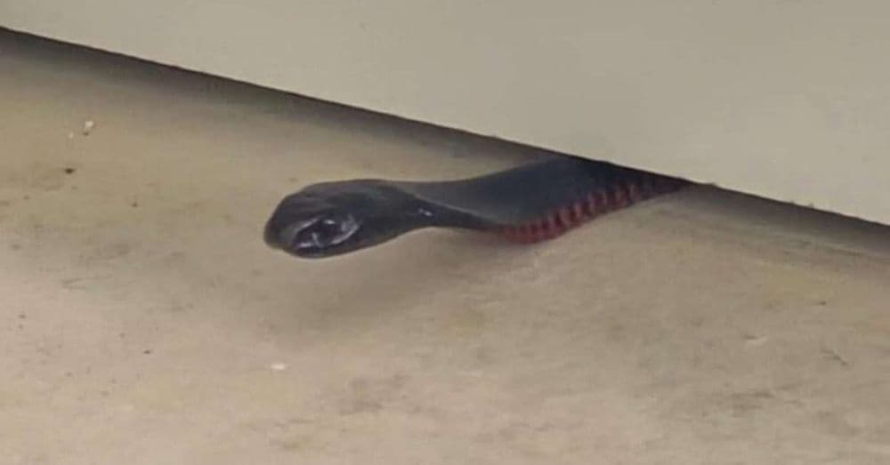 Cobra utiliza estratégia curiosa para evitar captura na Austrália