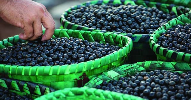 Lançamento do guia VEJA BELÉM COMER & BEBER destaca a gastronomia local e seus melhores estabelecimentos. Reprodução: VEJA