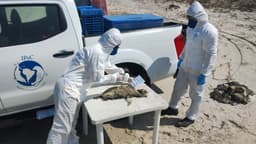 Pinguins-de-magalhães encontrados mortos em Ilha Comprida, resultando em 739 casos registrados. Reprodução: G1