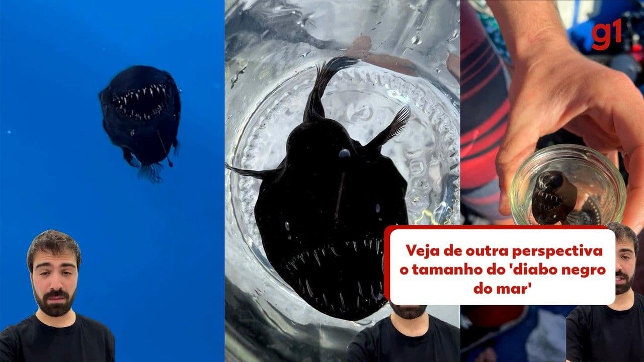 Descoberta surpreendente do peixe diabo negro nas Canárias