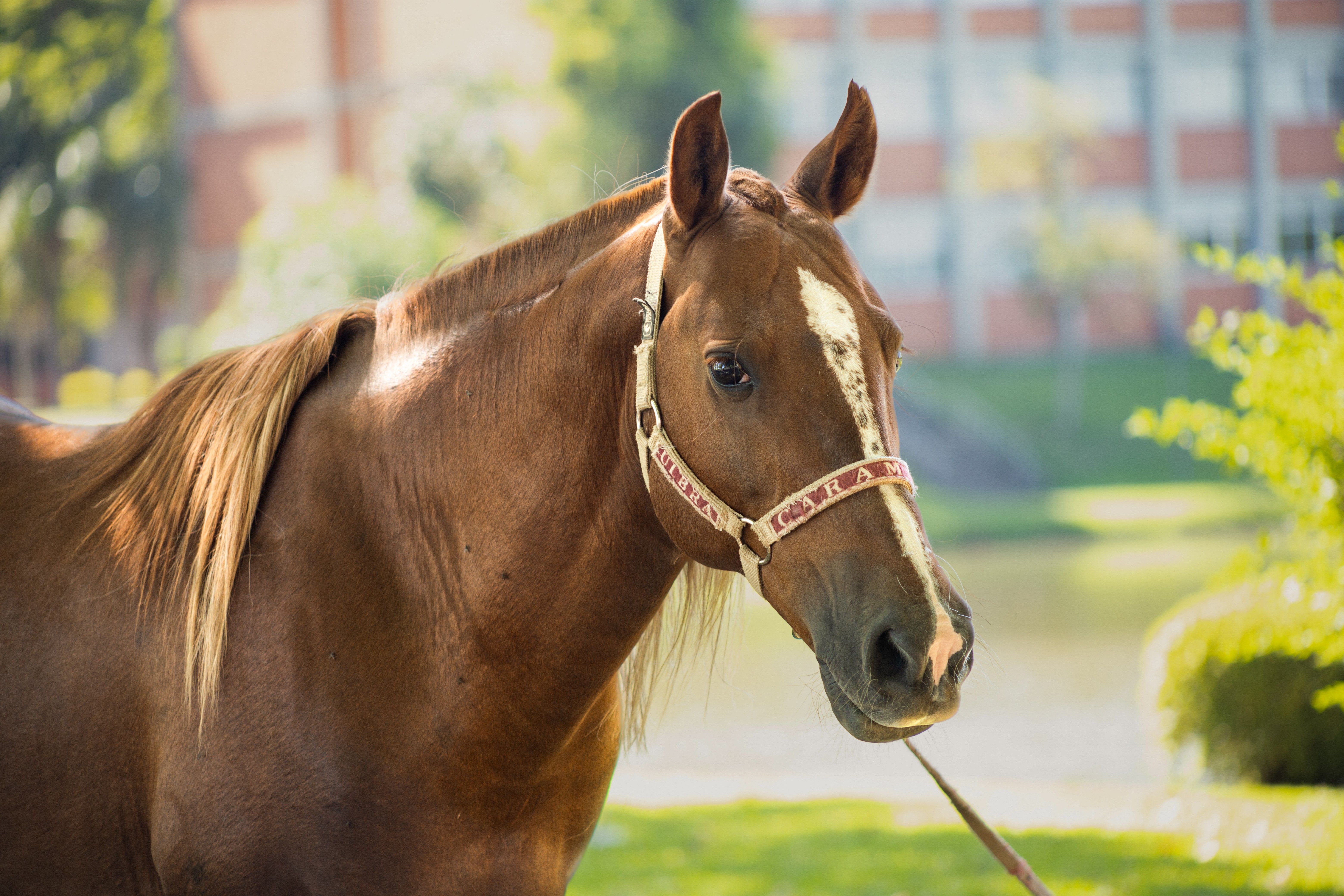 Cavalo Caramelo, símbolo das enchentes no RS, aparece como celebridade em agenda VIP. Reprodução: G1