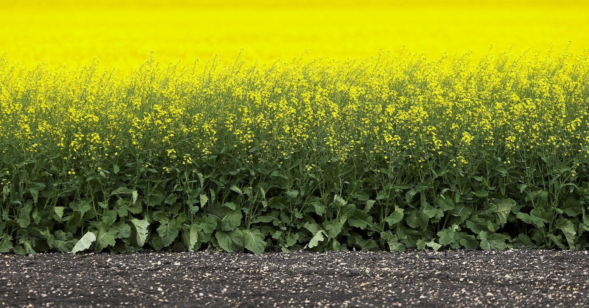 Canadenses Enfrentam Guerra Comercial com China e EUA