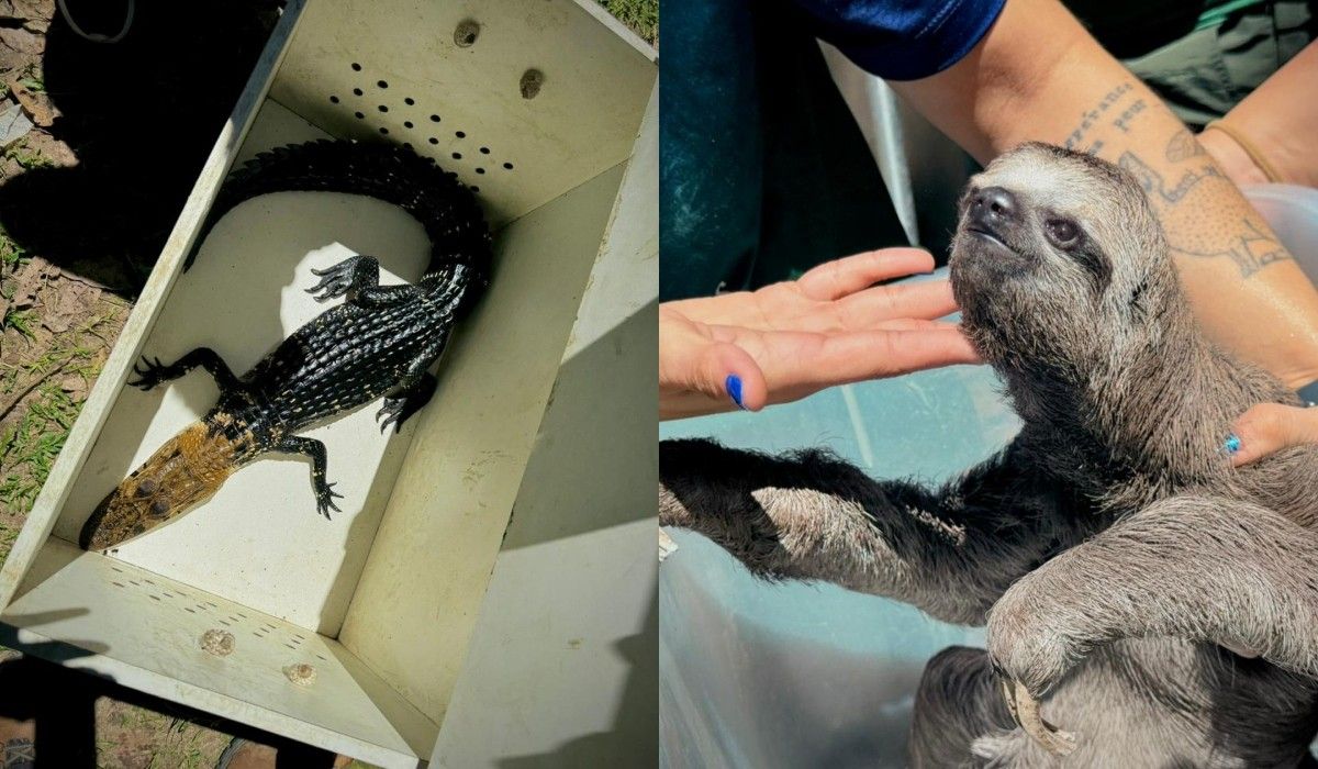 Amazonas registrou mais de 560 casos de maus-tratos contra animais em 2025 - Foto: G1