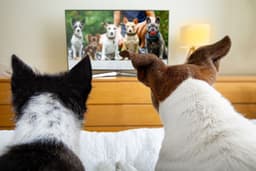 Dois cães assistem a programas de TV dedicados aos animais.; Legenda da imagem. Reprodução: Gizmodo
