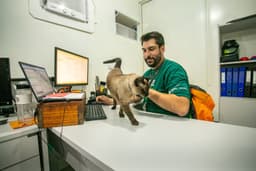 Gato Marcelo se tornou um 'engenheiro de sonecas' na obra do Moegão, conquistando o coração dos funcionários. Reprodução: Globo