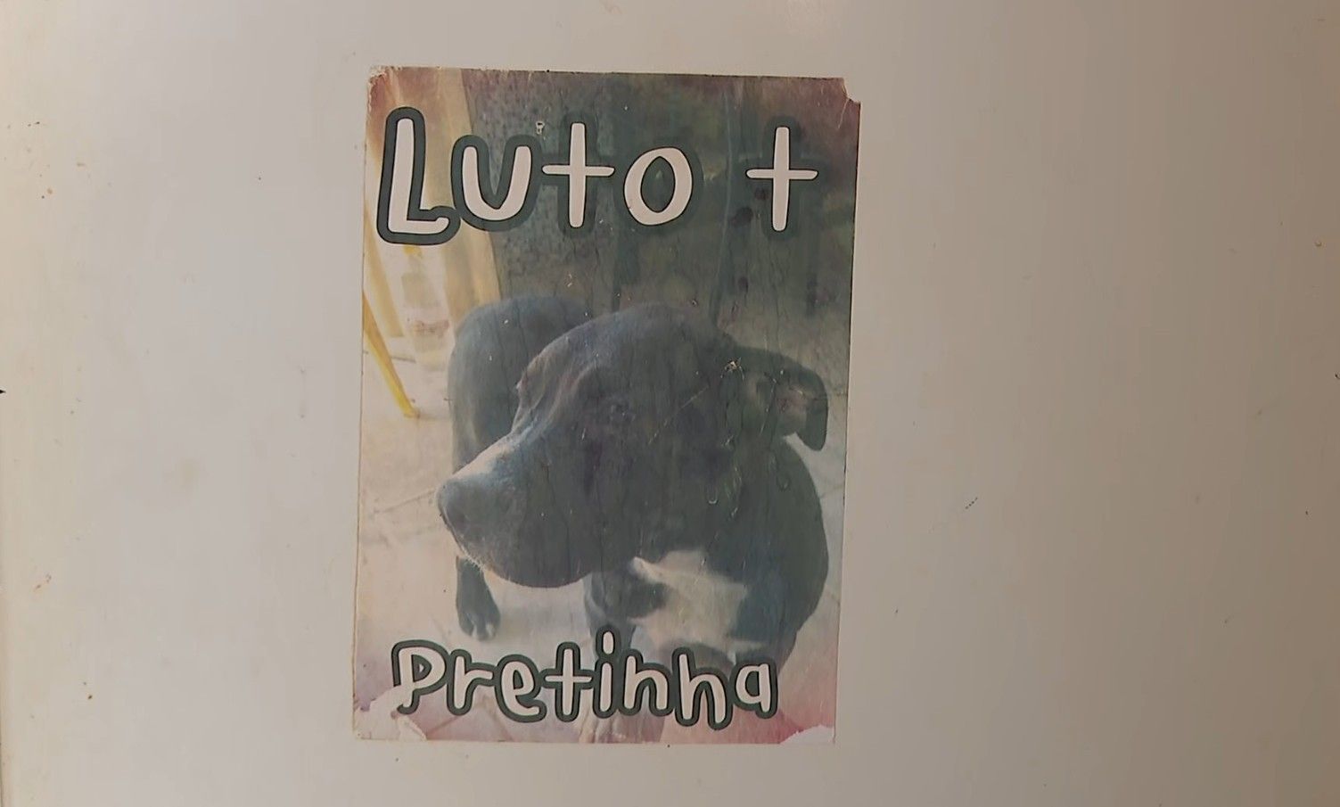 Cachorra morta após ação policial recebe indenização em SP. Reprodução: G1