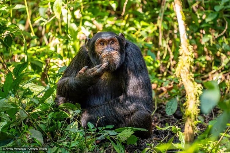 Chimpanzé demonstra inteligência em tarefas de reconhecimento facial em estudo sobre cognição animal. Reprodução: The Conversation Brasil