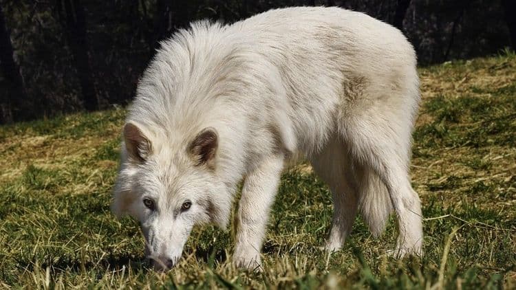 Lobo gigante, adaptado à era glacial, impressiona com seu porte robusto. Reprodução: Globo