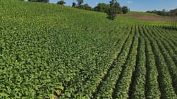 Colheita de tabaco no RS começa sob ameaça de tarifa dos EUA. Legenda da imagem. Reprodução: Retorno do item 11