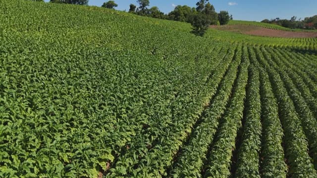 Colheita de tabaco no RS começa sob ameaça de tarifa dos EUA. Legenda da imagem. Reprodução: Retorno do item 11
