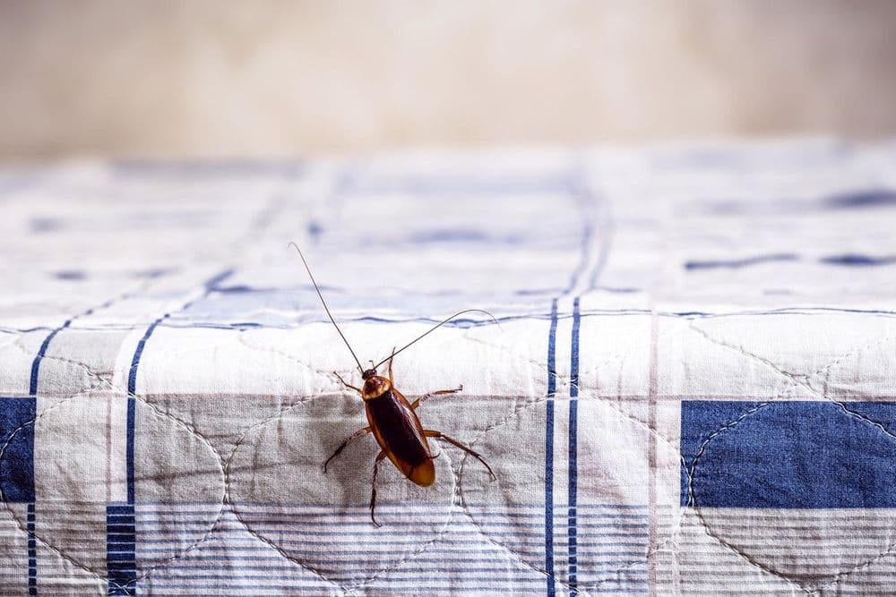 Dicas Naturais para Espantar Baratas de Casa