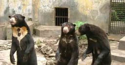 Descubra as Oito Espécies de Ursos do Mundo