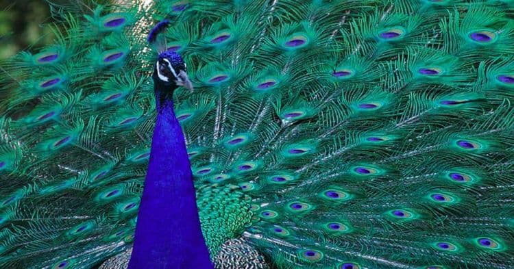 Pavão: Beleza Exibicionista com Simbolismos Profundos