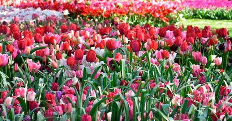 Tulipas: Simbolismos Inesperados e Seu Impacto em Eventos