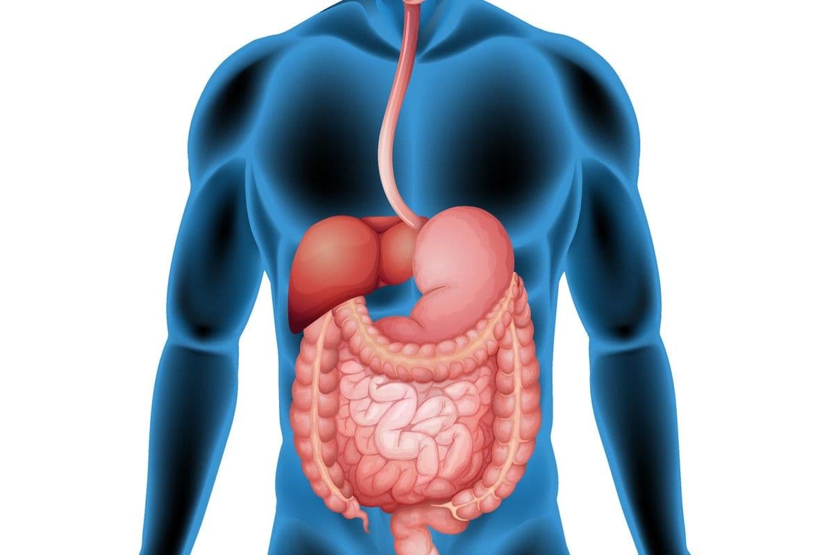 Prevenção e Dieta para Gordura no Fígado