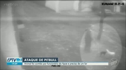 Idoso e cachorro ficam feridos após ataque de pitbull em Taquaritinga, SP; Legenda da imagem. Reprodução: EPTV