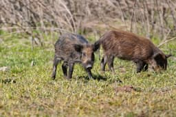 Javali selvagem se alimenta e revira a terra em parque da Califórnia.; Legenda da imagem. Reprodução: Gizmodo