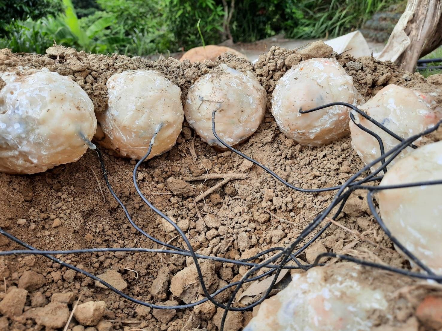 [Cientistas reconstroem ninho de dinossauro com ovos]. Reprodução: G1