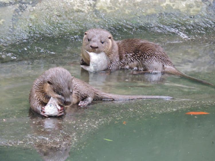 Filhotes de lontra são soltos pela primeira vez em 40 anos na Lagoa do Peri, em Florianópolis. Reprodução: Globo