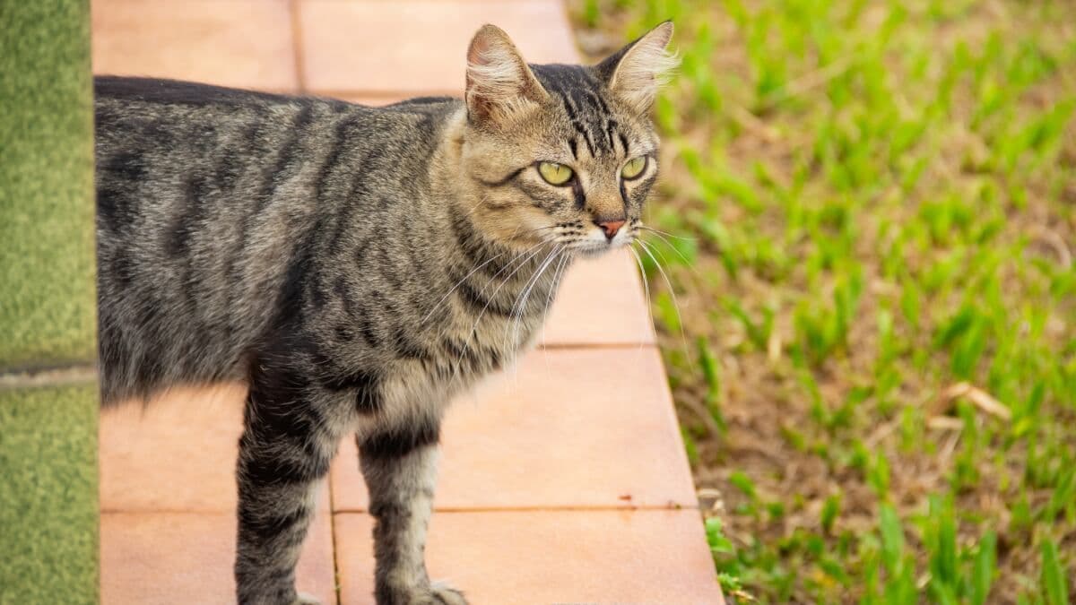 Repelente ultrasônico solar para evitar gatos em jardins e varandas. Reprodução: EL PAÍS
