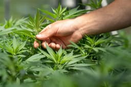 Diretores da Anvisa discutem regulamentação do cultivo de Cannabis sativa para fins medicinais. Reprodução: Globo