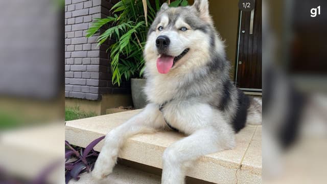 Cão husky siberiano recuperado após apropriação indevida em Alegrete