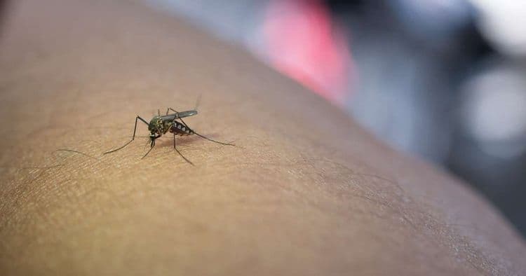Ministério da Saúde amplia vacinação contra dengue após morte