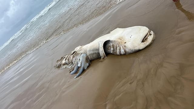 Tubarão em estado de decomposição é encontrado na praia do Mosqueiro em Aracaju. Legenda da imagem. Reprodução: Globo