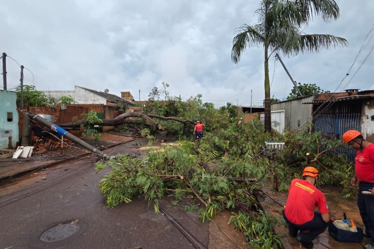 Pós-chuva: árvores caídas, ruas alagadas e carros atolados em Campo Grande. Reprodução: G1