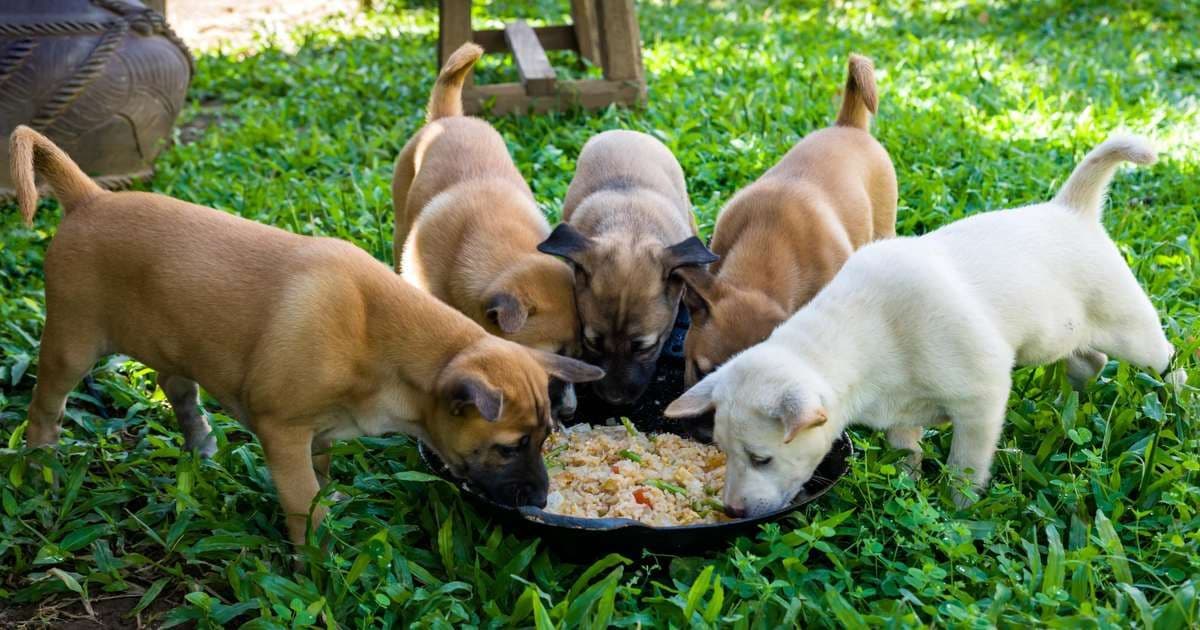 Justiça determina pensão para cães após separação de médicos