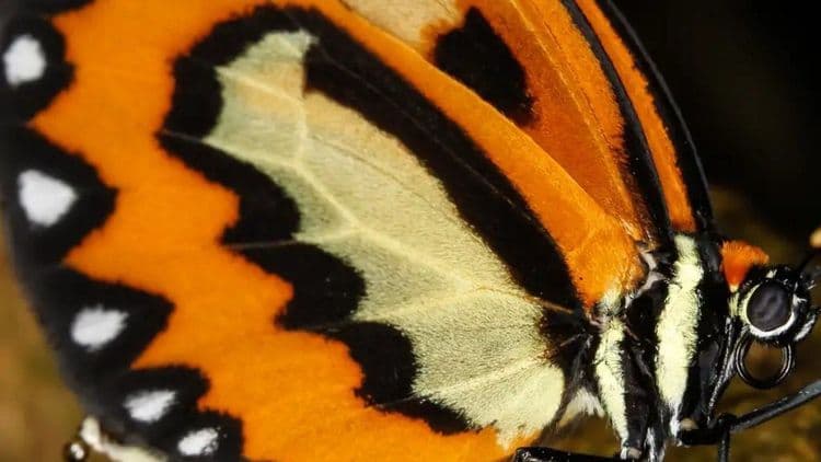 Estudo aponta perda acelerada de espécies por mudanças climáticas e práticas agrícolas nocivas. Reprodução: iG.