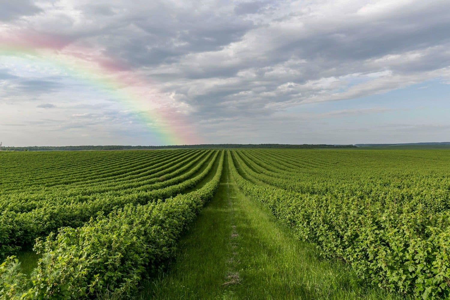 Pesquisadores discutem a modificação genética de plantas para enfrentar o aquecimento global e garantir a produção alimentar. Reprodução: Globo