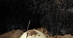 Animais Ovíparos: Surpresas do Mundo Animal