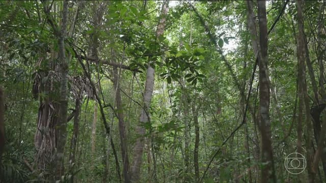 agronegócio apresenta floresta em pé como modelo de sustentabilidade para a COP30. Legenda da imagem. Reprodução: Retorno do item 11