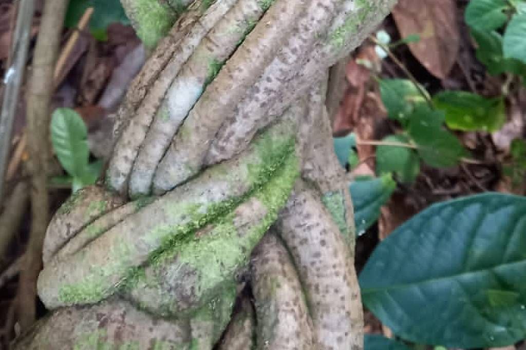 Patentes sobre ayahuasca s�o menos comuns que se imagina - Foto: Folha de S.Paulo