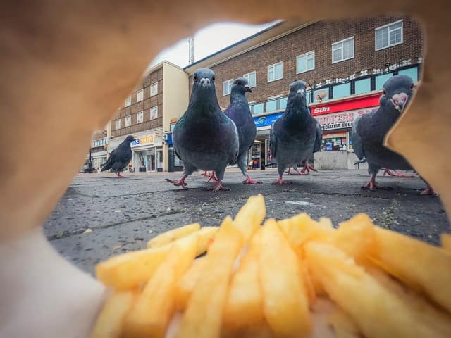 Imagens Surpreendentes da Vida Selvagem Britânica em Prêmios