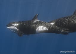 Treinamentos preparados para aperfeiçoar técnicas de pescaria e sobrevivência no oceano. Reprodução: BBC