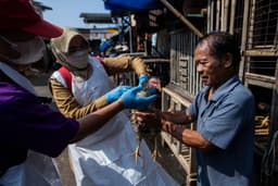 Veterinários coletam amostra para verificar presença do vírus H5N1 em aves no Camboja. Reprodução: Globo