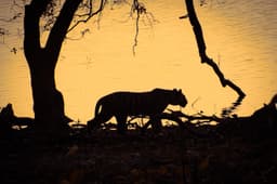 A imagem revela a silhueta intrigante do tigre antropófago 'Ustad', foco de mistério e atração. Legenda da imagem. Reprodução: José Luis Rivera