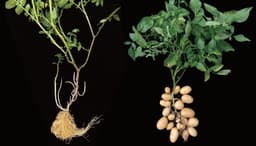 Pesquisadores revelam que a batata é descendente do tomate, mudando entendimento sobre sua origem.; Reprodução: El País